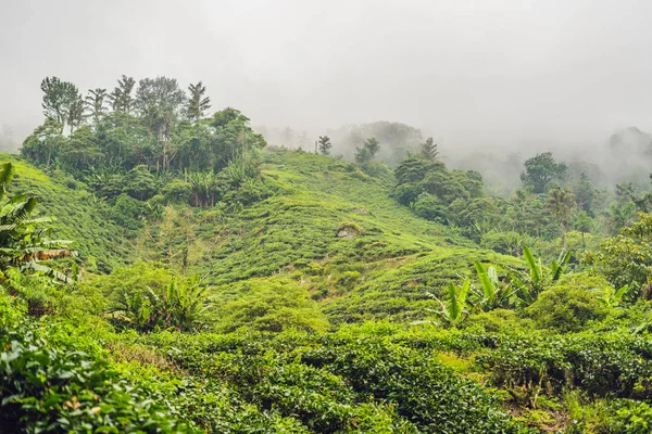 Çay plantasyon gündoğumu zaman inanılmaz manzara görünümü. Doğa arka plan mavi gökyüzü ile ve sisli.