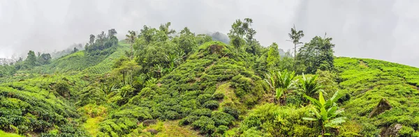 Çay plantasyon gündoğumu zaman inanılmaz manzara görünümü. Doğa arka plan mavi gökyüzü ile ve sisli.