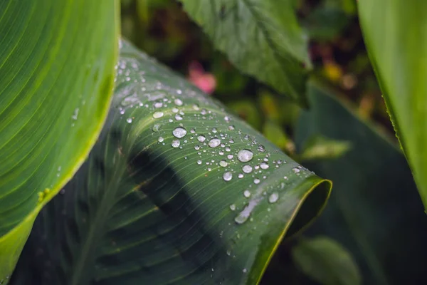 Dew Drops Dark Green Leaf Closeup Daytime — Stock Photo, Image