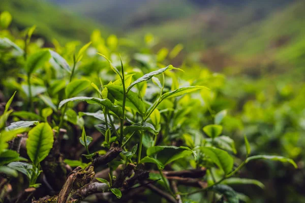 Yeşil çay tomurcukları ve taze yaprakları çay tarlaları gündüz.