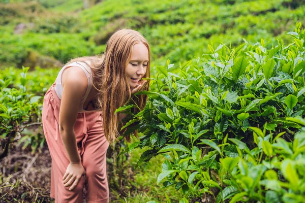 Beleza Jovem Turista Plantação Chá Natural Selecionado Folhas Chá Fresco — Fotografia de Stock