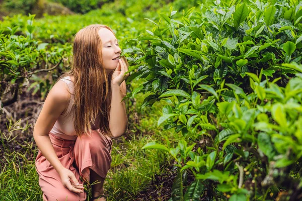 Belleza Joven Turista Plantación Hojas Naturales Seleccionadas Frescas Granja Cameron — Foto de Stock