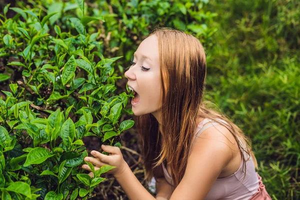 Güzellik Çay Plantasyon Adlı Genç Kadın Turist Doğal Seçili Taze — Stok fotoğraf
