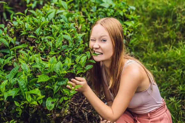 美しさ若い女性観光客の茶畑で 自然選択 新鮮な茶葉紅茶キャメロンハイランド マレーシアのファーム エコツー リズムの概念 — ストック写真