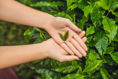 Çay toplama kadın çay plantasyonunda yaprakları, taze çay çay çiftlik Cameron Highlands, Malezya bırakır.