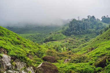 Çay plantasyon gündoğumu zaman inanılmaz manzara görünümü. Doğa arka plan mavi gökyüzü ile ve sisli.