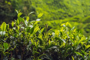 Yeşil çay tomurcukları ve taze yaprakları çay tarlaları gündüz.