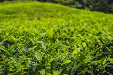 Yeşil çay tomurcukları ve taze yaprakları çay tarlaları gündüz.