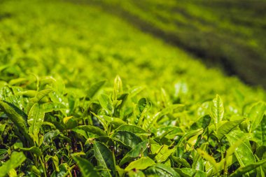 Yeşil çay tomurcukları ve taze yaprakları çay tarlaları gündüz.