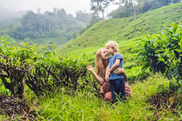 Mutter Und Sohn Sind Auf Einer Teeplantage Malaysia Unterwegs Reisen — Stockfoto
