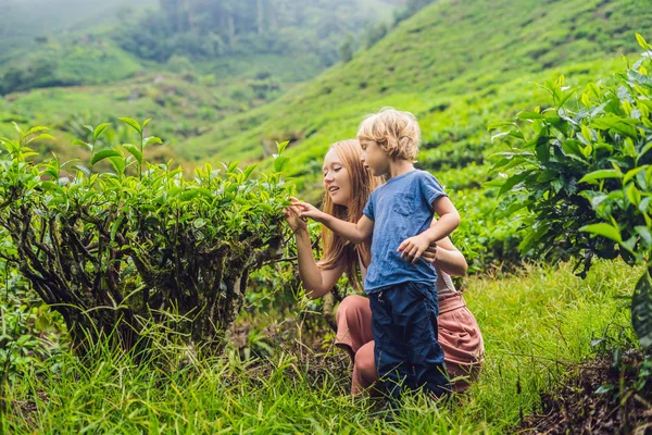 Mãe Filho Viajam Uma Plantação Chá Malásia Viajar Com Conceito — Fotografia de Stock