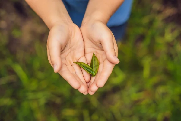 Mâinile Copilului Iau Frunze Ceai Plantație Ceai Pentru Produs Natural — Fotografie, imagine de stoc