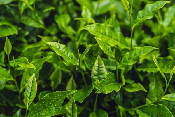 Brotes Verde Hojas Frescas Plantaciones Durante Día — Foto de Stock