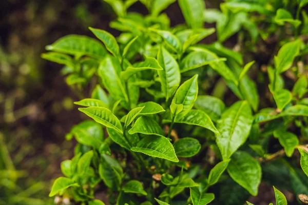 Zöld Tea Rügyek Friss Levelek Tea Ültetvényeket Nappali — Stock Fotó