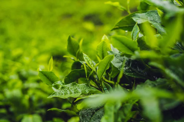 Brotes Verde Hojas Frescas Plantaciones Durante Día — Foto de Stock