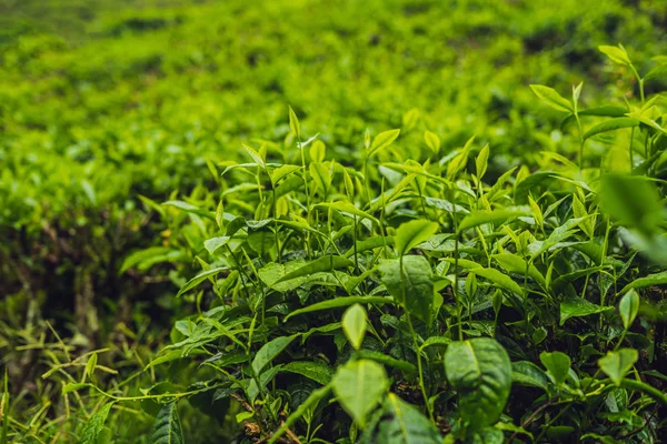 Zöld Tea Rügyek Friss Levelek Tea Ültetvényeket Nappali — Stock Fotó