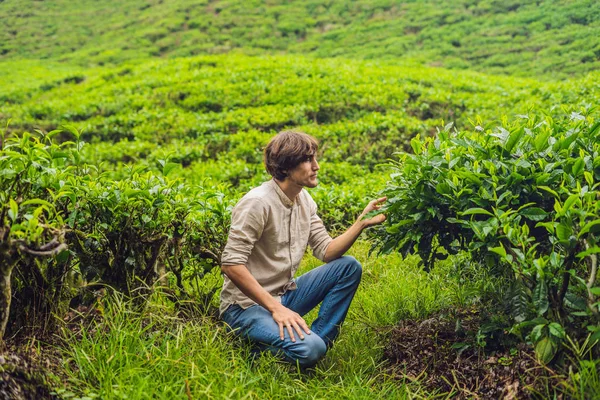 茶畑で若い男性の観光客 自然選択 新鮮な茶葉紅茶キャメロンハイランド マレーシアのファーム エコツー リズムの概念 — ストック写真