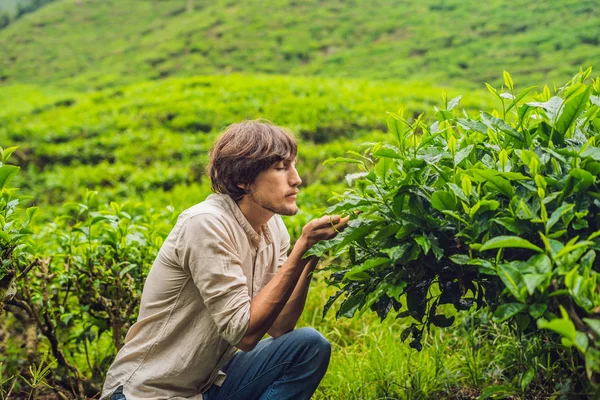 Молоді Чоловіки Туристичні Чайні Плантації Природні Вибраного Свіжий Чайного Листя — стокове фото