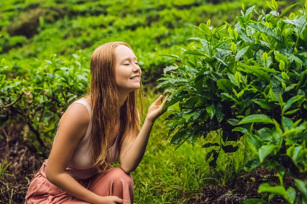 Piękna Młoda Kobiece Turystycznych Plantacji Herbaty Naturalne Herbaty Wybranych Świeżych — Zdjęcie stockowe