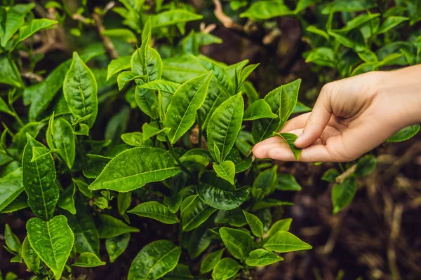 Woman picking up tea leaves at tea plantation, fresh tea leaves in tea farm in Cameron Highlands, Malaysia.