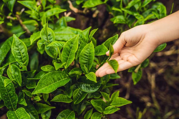 Çay toplama kadın çay plantasyonunda yaprakları, taze çay çay çiftlik Cameron Highlands, Malezya bırakır.