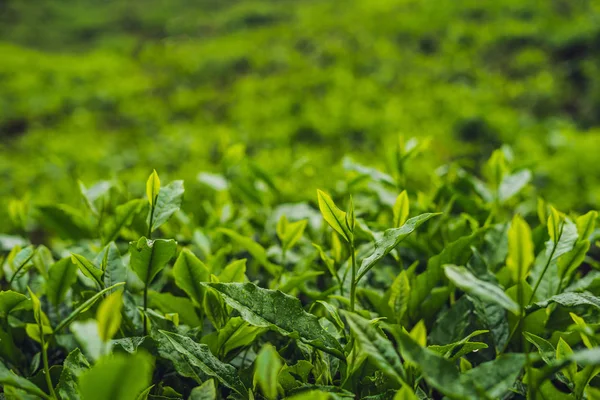 Yeşil çay tomurcukları ve taze yaprakları çay tarlaları gündüz.