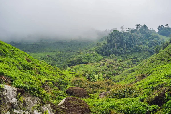 Çay plantasyon gündoğumu zaman inanılmaz manzara görünümü. Doğa arka plan mavi gökyüzü ile ve sisli.