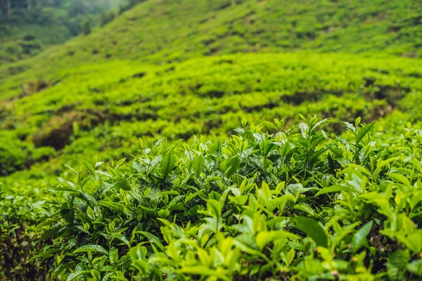 Botões Chá Verde Folhas Frescas Plantações Chá Durante Dia — Fotografia de Stock