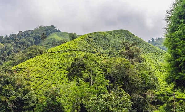 Increíble Vista Del Paisaje Plantación Amanecer Fondo Naturaleza Con Cielo —  Fotos de Stock