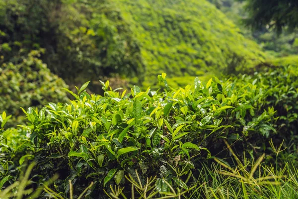 Зеленые Чайные Почки Свежие Листья Чайных Плантациях Дневное Время — стоковое фото