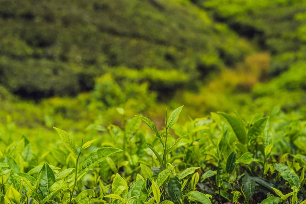 Zöld Tea Rügyek Friss Levelek Tea Ültetvényeket Nappali — Stock Fotó