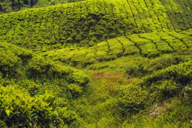 Çay plantasyon gündoğumu zaman inanılmaz manzara görünümü. Doğa arka plan mavi gökyüzü ile ve sisli.