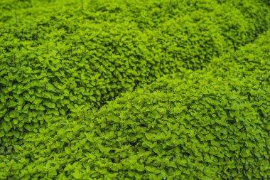 Nane saç ekimi için arka plan, taze nane alan dikim sebze büyüyen organik.