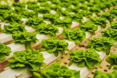 Taze marul yaprakları, portre. Marul salata bitkileri, hydroponic bırakır. Organik gıda, tarım ve hydroponic kavramı