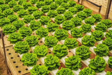 Taze marul yaprakları, portre. Marul salata bitkileri, hydroponic bırakır. Organik gıda, tarım ve hydroponic kavramı