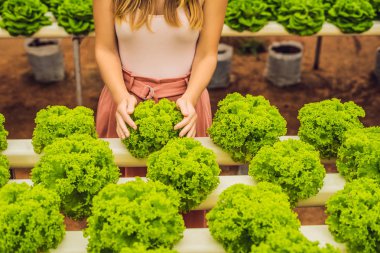 Salata bakım elinde. Hydroponic sebzeler salata çiftlik. Büyüyen bitkiler sebze salatası grupta, susuz toprak Hydroponics yöntemi. Hydroponic marul hydroponic boru.
