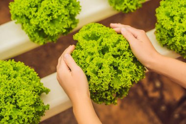 Salata bakım elinde. Hydroponic sebzeler salata çiftlik. Büyüyen bitkiler sebze salatası grupta, susuz toprak Hydroponics yöntemi. Hydroponic marul hydroponic boru.