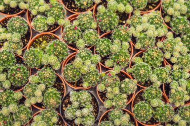 Kaktüsler arka plan deseni. Tencere küçük kaktüsler closeup.