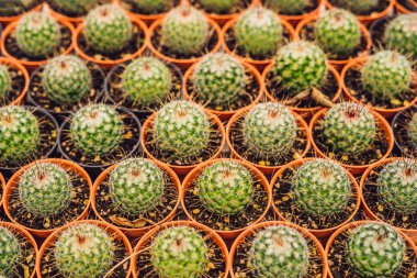 Kaktüsler arka plan deseni. Tencere küçük kaktüsler closeup.