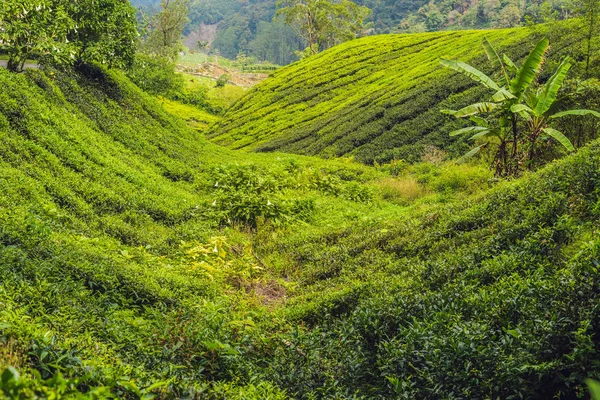 Erstaunliche Landschaft Blick Auf Teeplantage Bei Sonnenaufgang Natur Hintergrund Mit — Stockfoto