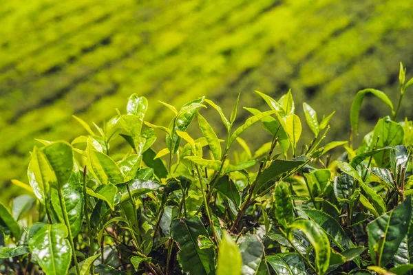 Zöld Tea Rügyek Friss Levelek Tea Ültetvényeket Nappali — Stock Fotó