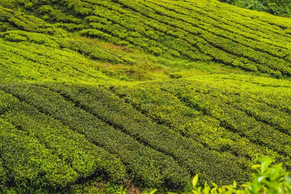 Úžasné Krajiny Pohled Čajové Plantáže Době Východu Slunce Přírodní Pozadí — Stock fotografie