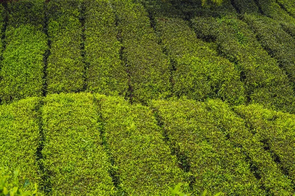 Erstaunliche Landschaft Blick Auf Teeplantage Bei Sonnenaufgang Natur Hintergrund Mit — Stockfoto