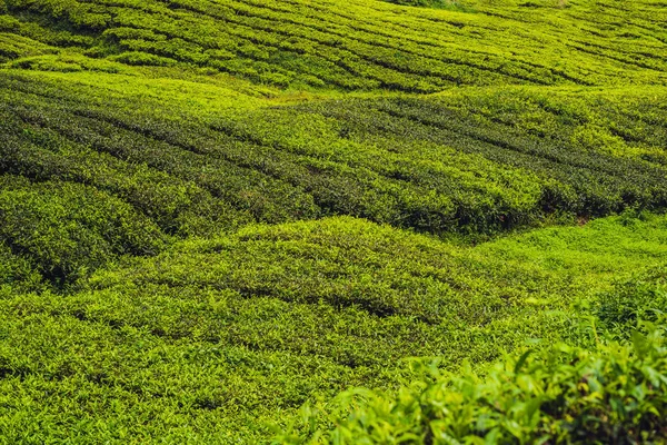 Çay plantasyon gündoğumu zaman inanılmaz manzara görünümü. Doğa arka plan mavi gökyüzü ile ve sisli.