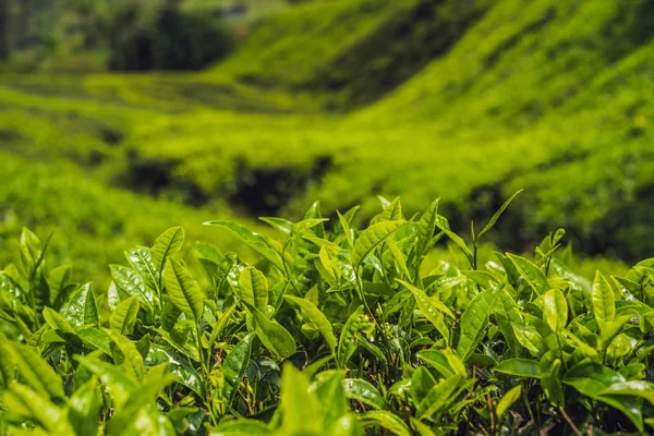 Πράσινο Τσάι Μπουμπούκια Και Φρέσκα Φύλλα Στις Φυτείες Τσαγιού Κατά — Φωτογραφία Αρχείου