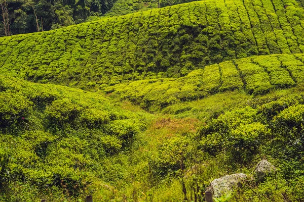 Erstaunliche Landschaft Blick Auf Teeplantage Bei Sonnenaufgang Natur Hintergrund Mit — Stockfoto