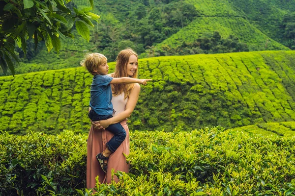 Мать Сын Путешествуют Чайной Плантации Малайзии Путешествие Детской Концепцией — стоковое фото
