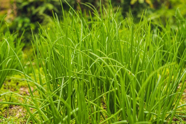 Gros Plan Plantation Oignons Après Arrosage Jour — Photo