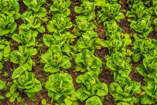 Butterhead Sla Salade Plantage Groene Biologische Plantaardige Verlaat — Stockfoto