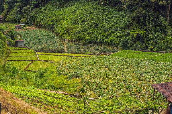 Beautiful vegetables plantation among green hills at daytime